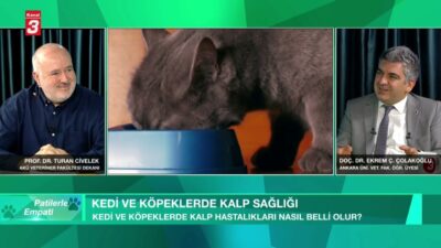 KANAL 3 YOUTUBE KANALINA ABONE OL https://www.youtube.com/kanal3tvyayin… Mobil Uygulamalar ➤