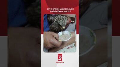 Osmaniye’nin Düziçi ilçesinde incir toplarken kanalda bitkin halde bulduğu şahini
