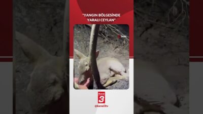 Çanakkale’de dün gece yangın soğutma çalışması yapan ekip, ormanda çaresizce