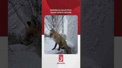 Erzincan’da zaman zaman yerleşim alanına inen bir tilki, bir kadının