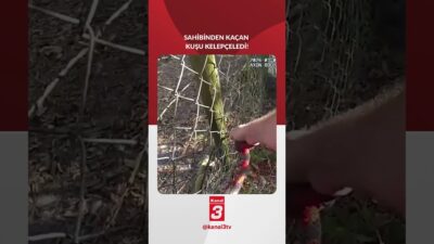 ABD’nin Florida eyaletinde bir şerif yardımcısı, sahibinden kaçan emu kuşunu