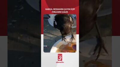 Eskişehir’de bir karga, ressamın çayını içip fırçasını çaldı. 📶https://kanal3.com.tr/ Sosyal