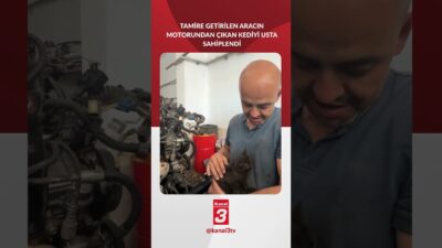 Düzce’de tamir için getirilen bir otomobilin motorundan çıkan minik kedi,