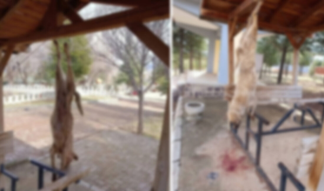  Afyonkarahisar'da bir parktaki çardağa asılan sokak köpeği katledilirken, Bolvadin Kaymakamlığı'ndan