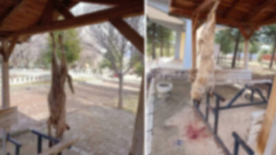  Afyonkarahisar'da bir parktaki çardağa asılan sokak köpeği katledilirken, Bolvadin Kaymakamlığı'ndan