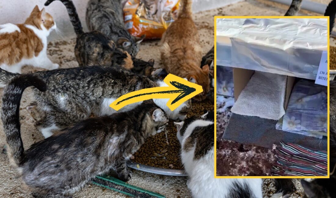 Sokak kedileri için kendi imkanlarıyla kartondan ev yapan bir kadının