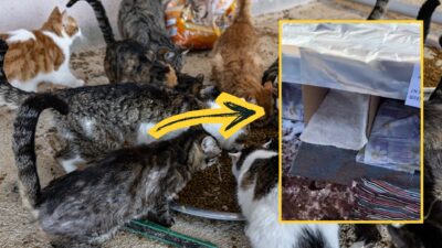 Sokak kedileri için kendi imkanlarıyla kartondan ev yapan bir kadının