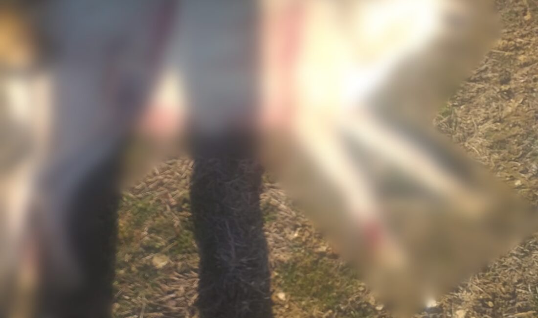 Burdur'un Bucak ilçesinde sahipsiz köpeklerin silahla vurularak öldürüldüğüne dair sosyal