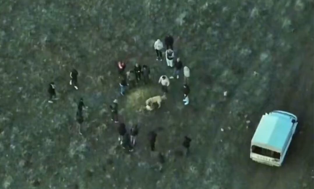 Afyonkarahisar’ın Sandıklı ilçesinde yasa dışı köpek dövüşü yaptıran şahıslar, Jandarma