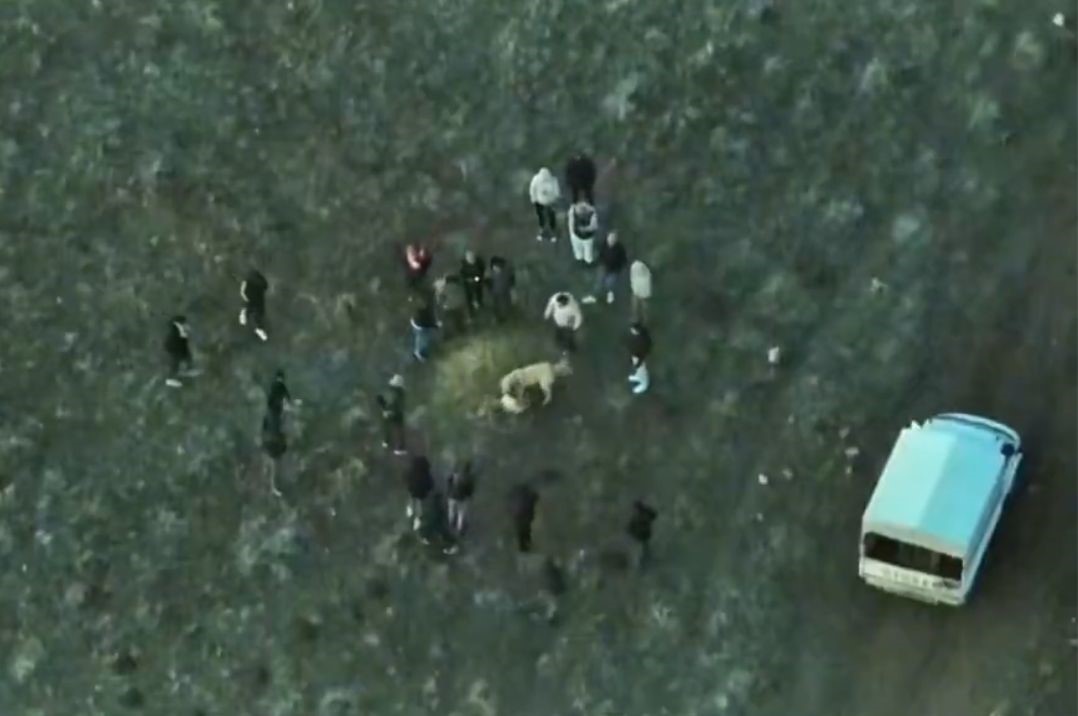 Afyonkarahisar’ın Sandıklı ilçesinde yasa dışı köpek dövüşü yaptıran şahıslar, Jandarma