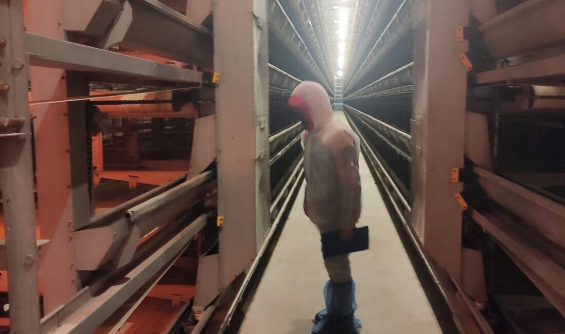  Afyonkarahisar’ın Bolvadin ilçesindeki kanatlı hayvan ve yumurta üretim işletmelerine yönelik