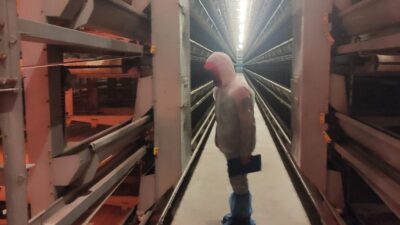  Afyonkarahisar’ın Bolvadin ilçesindeki kanatlı hayvan ve yumurta üretim işletmelerine yönelik