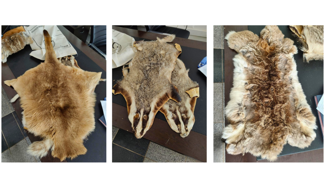 Doğa Koruma ve Milli Parklar Genel Müdürlüğü ekipleri, Kilis Öncüpınar