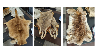 Doğa Koruma ve Milli Parklar Genel Müdürlüğü ekipleri, Kilis Öncüpınar