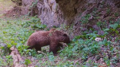 Doğa Koruma ve Milli Parklar Genel Müdürlüğü, fotokapanlara yansıyan ayı
