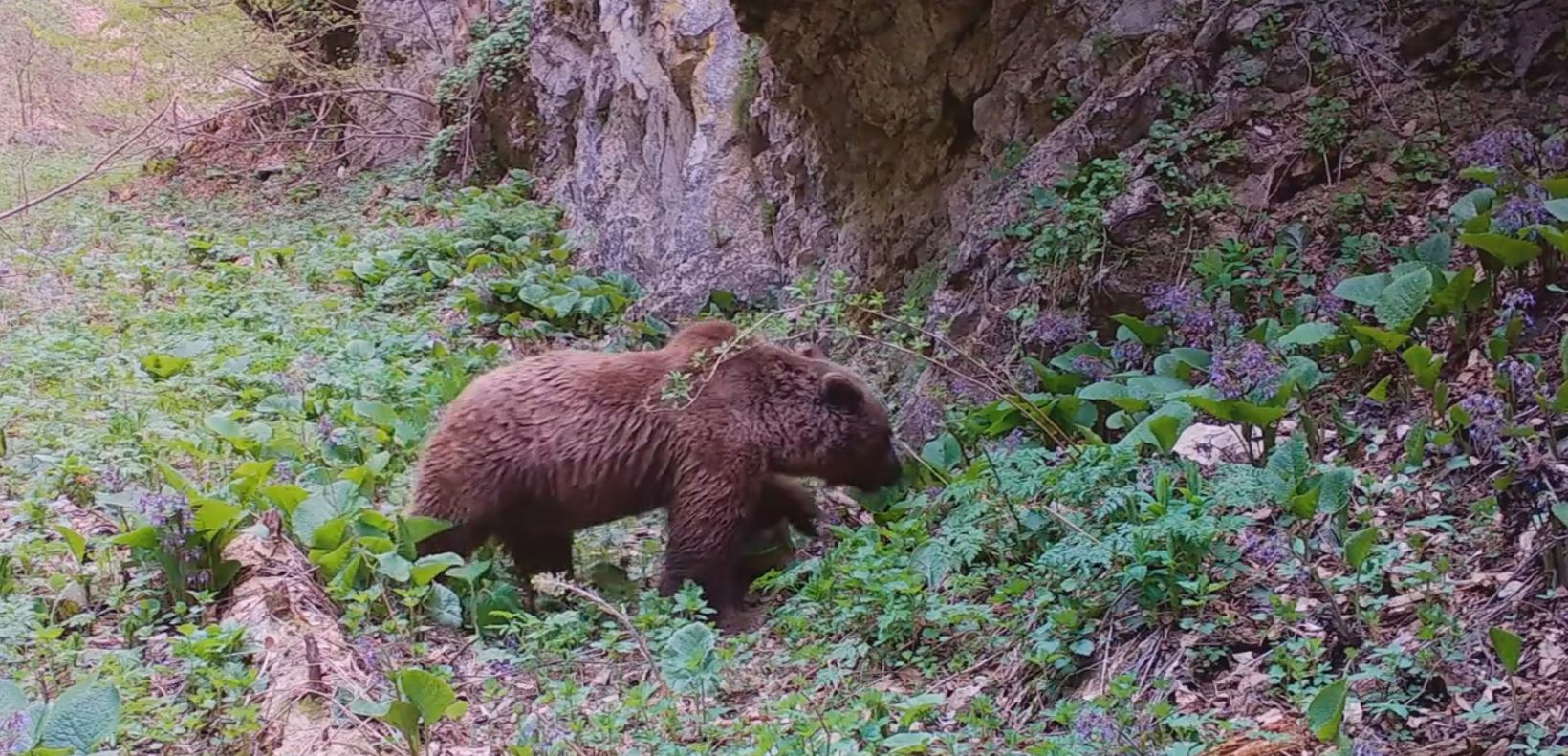 Doğa Koruma ve Milli Parklar Genel Müdürlüğü, fotokapanlara yansıyan ayı