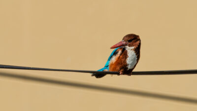 Göçmen kuşların kuzey ve güney yarım küre arasındaki zorlu yolculuklarında