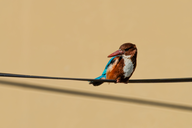 Göçmen kuşların kuzey ve güney yarım küre arasındaki zorlu yolculuklarında