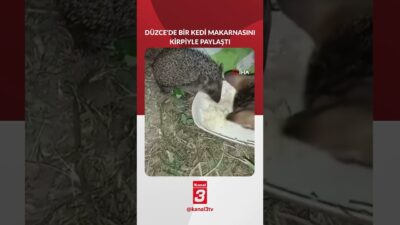 Kedi ve kirpi aynı kaptan yemek yedi! Düzce’nin Yığılca ilçesinde