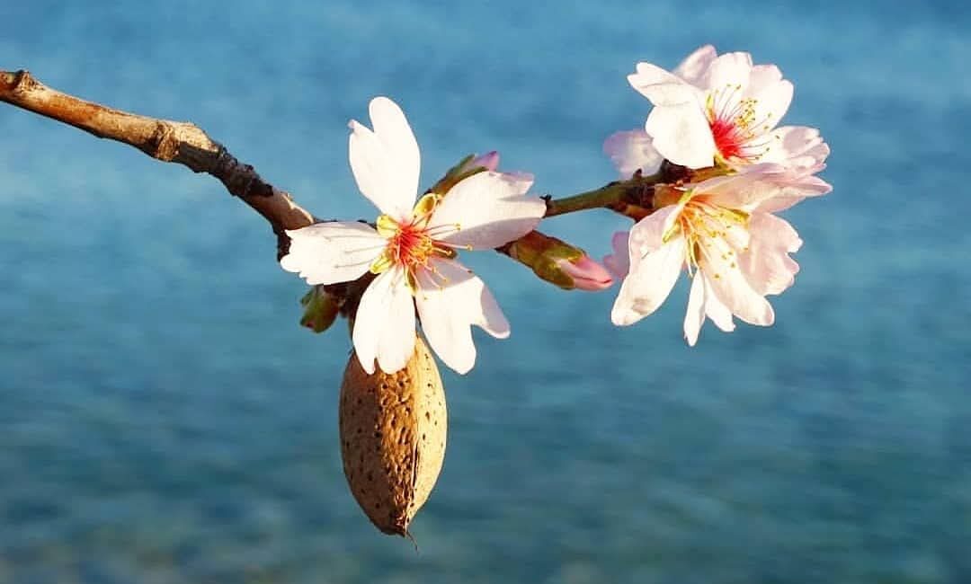 Muğla'nın Datça ilçesinde çiçek açan badem ağaçları güzel görüntü oluşturdu.