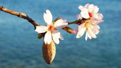 Muğla'nın Datça ilçesinde çiçek açan badem ağaçları güzel görüntü oluşturdu.