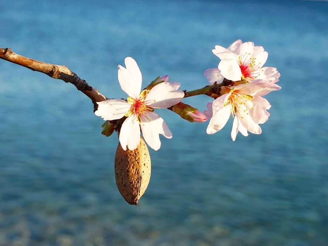 Muğla'nın Datça ilçesinde çiçek açan badem ağaçları güzel görüntü oluşturdu.