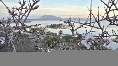 İlçeye bağlı Yaka, Reşadiye, Hızırşah ve Kızlan Mahallelerinde badem ağaçları