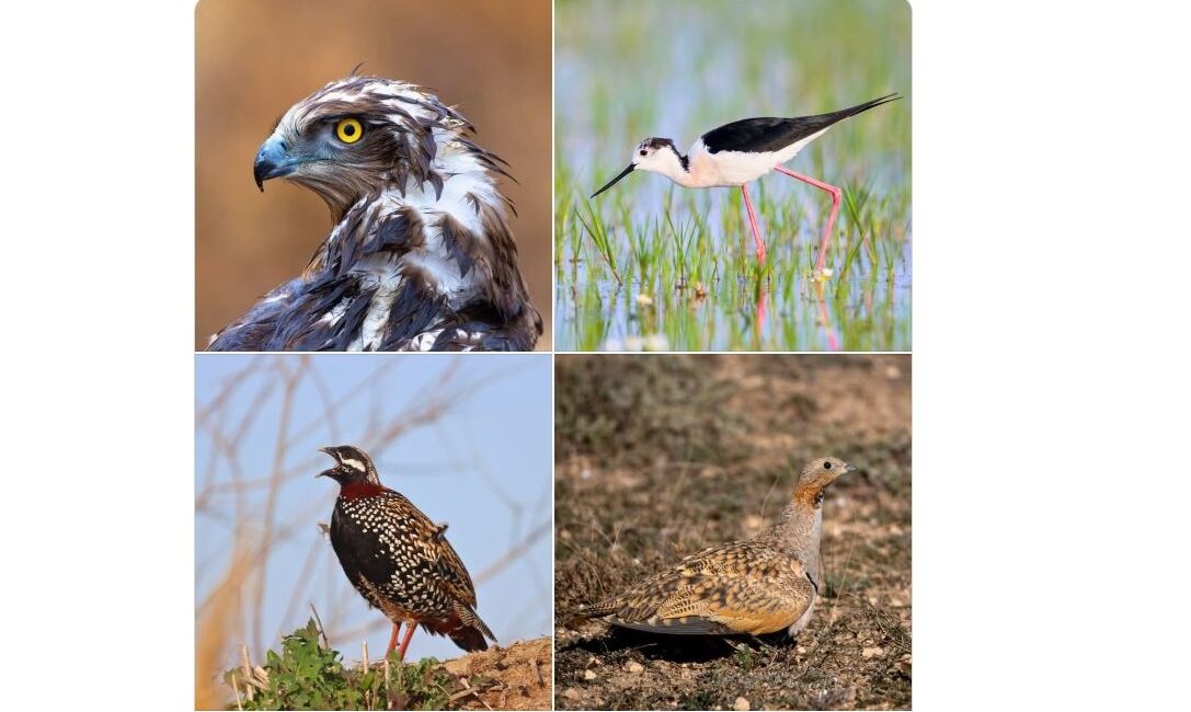 Doğa Koruma ve Milli Parklar Genel Müdürlüğü, yaban hayatının en