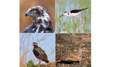 Doğa Koruma ve Milli Parklar Genel Müdürlüğü, yaban hayatının en