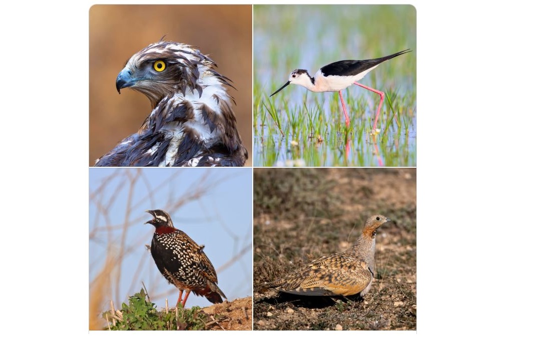 Doğa Koruma ve Milli Parklar Genel Müdürlüğü, yaban hayatının en