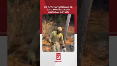 Çanakkale’de bir kahraman, bir eliyle kaplumbağayı, bir eliyle köpeği alevlerin