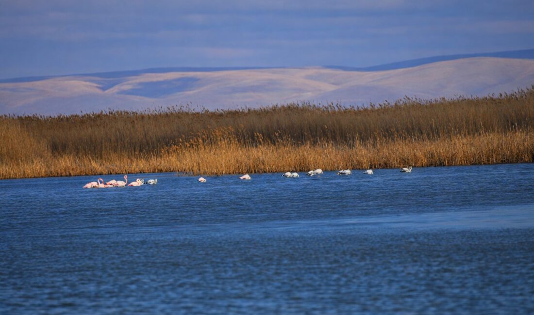 Afyon Kocatepe Üniversitesi (AKÜ) Doğa Koruma Biyoizlem Uygulama ve Araştırma