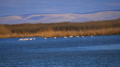 Afyon Kocatepe Üniversitesi (AKÜ) Doğa Koruma Biyoizlem Uygulama ve Araştırma