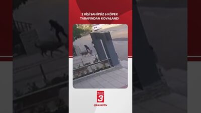 Bursa’da 2 kişi, sahipsiz 6 köpek tarafından kovalandı. ✅Whatsapp Kanalımıza