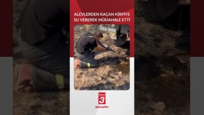 Bolu’nun Dörtdivan ilçesinde çıkan yangında dumanlardan etkilenen bir kirpi, itfaiye