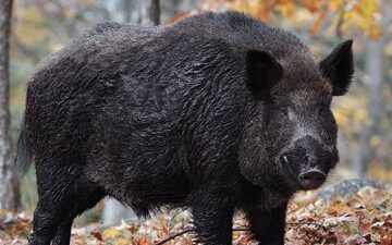 Aydın’da bir kasabın, babasının hayrına 500 kilo domuz eti kavurması