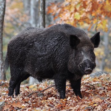 Aydın’da bir kasabın, babasının hayrına 500 kilo domuz eti kavurması