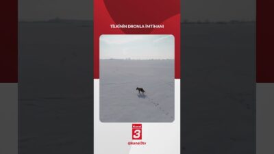 Kars’ta dron gören tilkinin şaşkınlığı 📶https://kanal3.com.tr/ Sosyal Medya Hesaplarımızı Takip