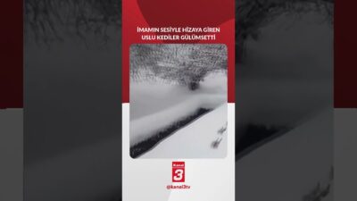 İmamın sesiyle hizaya giren uslu kediler 📶https://kanal3.com.tr/ Sosyal Medya Hesaplarımızı