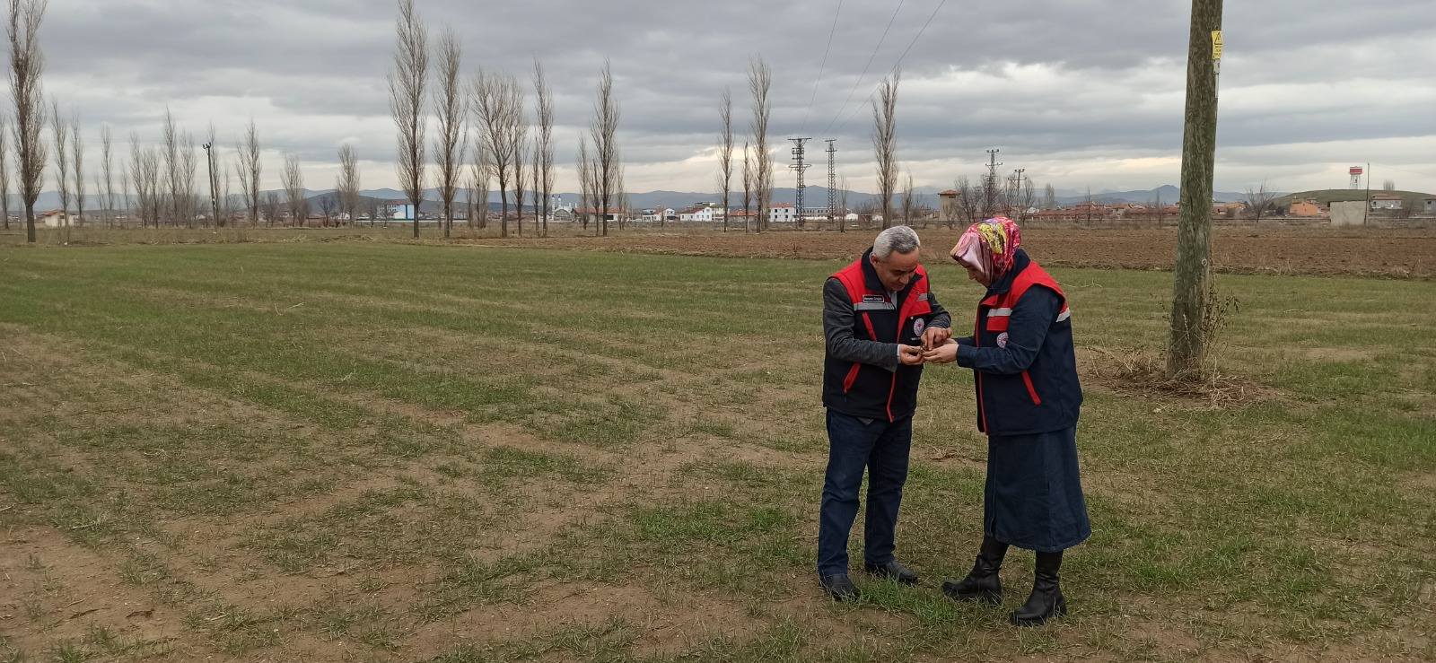 Afyonkarahisar İl Tarım ve Orman Müdürlüğü, hububat üretimini tehdit eden