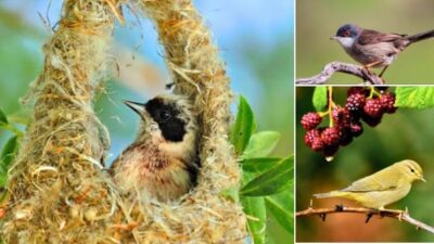 Doğa Koruma ve Milli Parklar Genel Müdürlüğü, Türkiye’nin zengin kuş