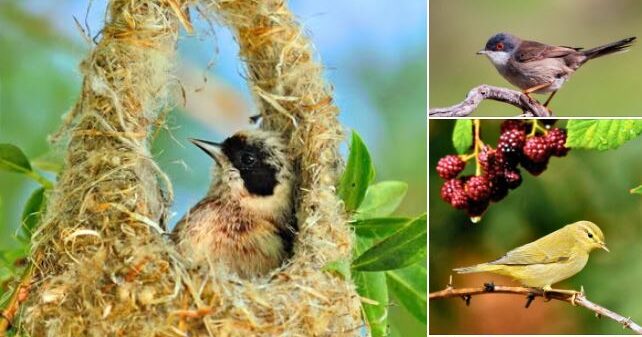 Doğa Koruma ve Milli Parklar Genel Müdürlüğü, Türkiye’nin zengin kuş