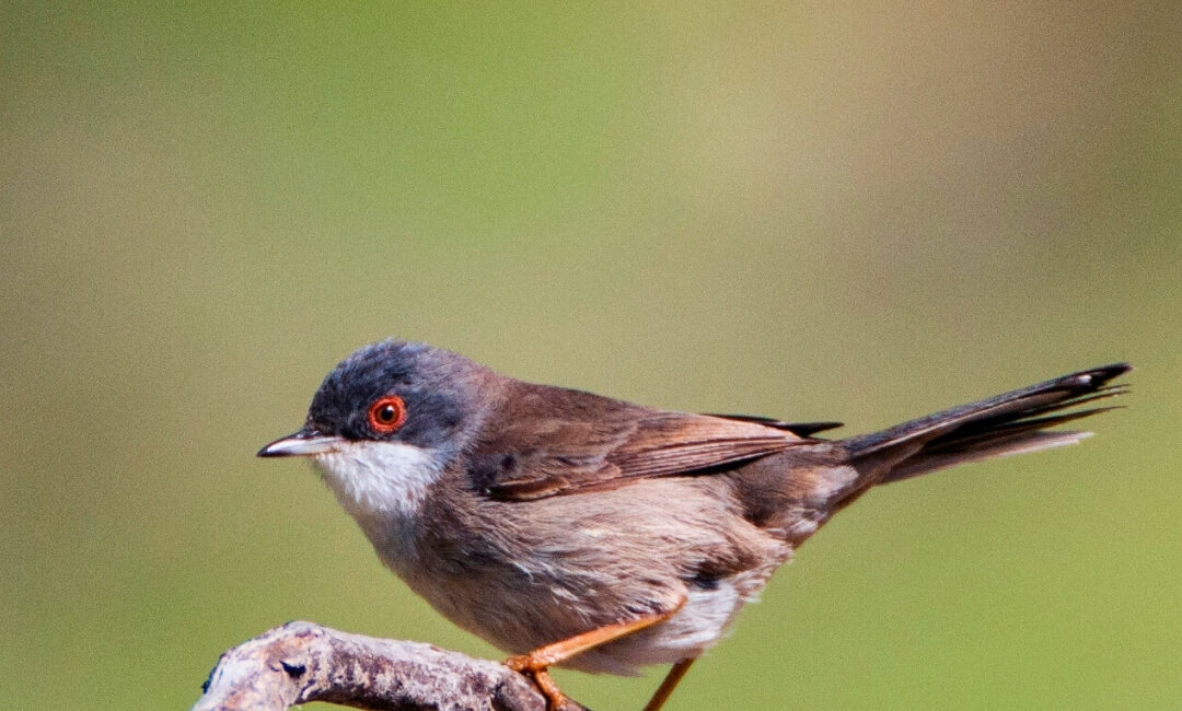 Paylaşımda; doğanın sessiz mimarları arasında yer alan çulhakuşu, maskeli ötleğen,