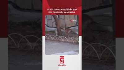 Bozüyük’te bir tilki ile sokak kedisi, mahalle bahçesinde oyun oynarken
