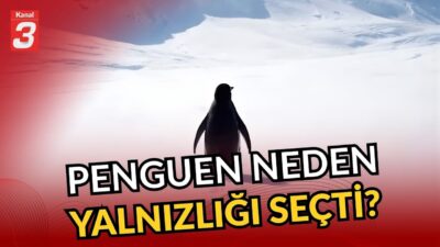Penguen dünyayı ikiye böldü! | Penguenin yön bulma sistemi mi