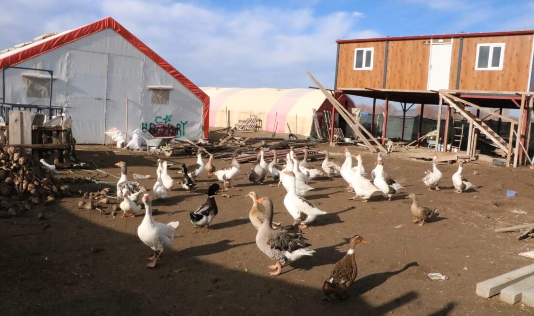 Afyonkarahisar'ın Sandıklı ilçesinde köylüler geçimlerini kaz yetiştiriciliğinden sağlıyor.