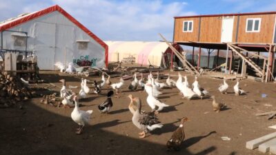 Afyonkarahisar'ın Sandıklı ilçesinde köylüler geçimlerini kaz yetiştiriciliğinden sağlıyor.