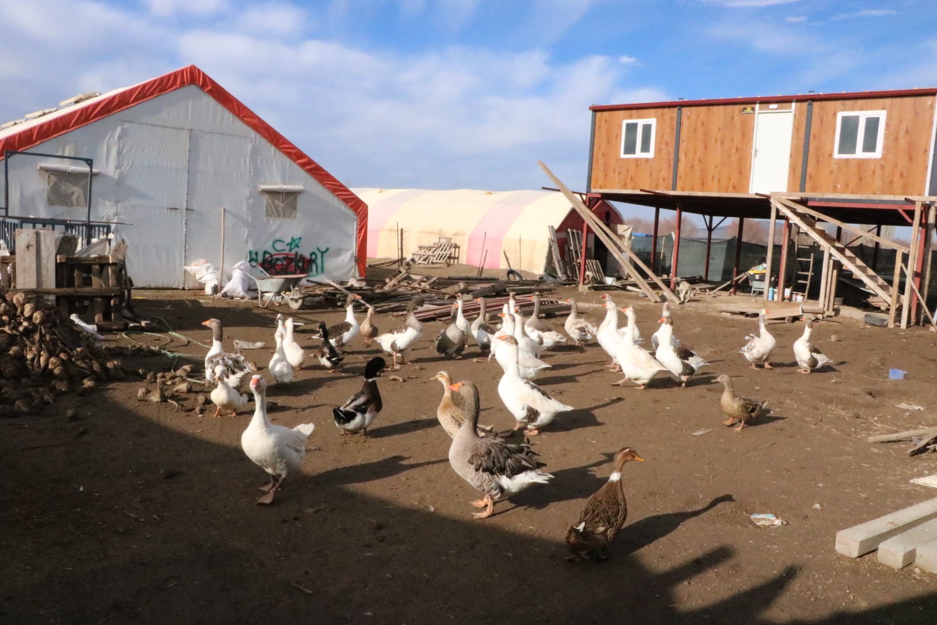 Afyonkarahisar'ın Sandıklı ilçesinde köylüler geçimlerini kaz yetiştiriciliğinden sağlıyor.