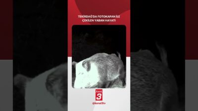 Tekirdağ’da ormanlık alana yerleştirilen fotokapanlar, bölgedeki yaban hayatının zenginliğini gözler