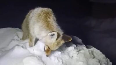 Hakkari'nin Yüksekova ilçesinde etkili olan dondurucu soğuklar nedeniyle yiyecek arayışındaki